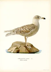 Glaucous Gull