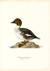 Goldeneye Duck