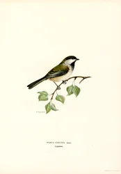 Gray-headed Chickadee