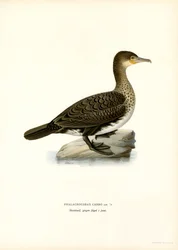 Great Cormorant