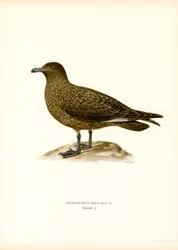 Great Skua