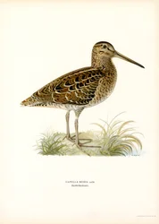 Great Snipe