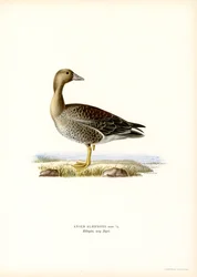 Greater White-fronted Goose