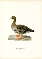 Greater White-fronted Goose