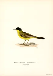 Grey-headed Wagtail