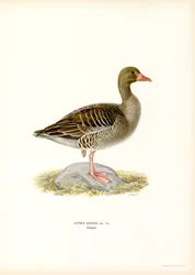 Grey Goose