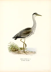 Grey Heron