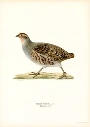 Grey Partridge