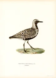 Grey Plover