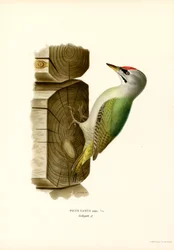 Grey Woodpecker