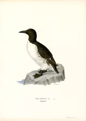 Guillemot