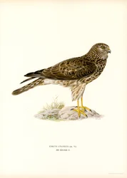 Hen Harrier