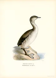 Horned Grebe