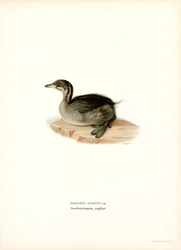 Horned Grebe