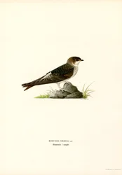 House Martin