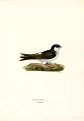 House Martin