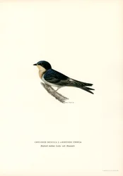 House Swallow