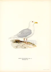 Iceland Gull