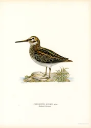 Jack Snipe