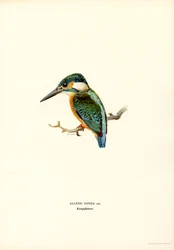 Kingfisher