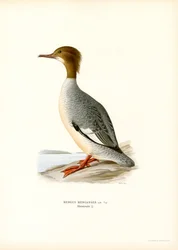 Large Merganser