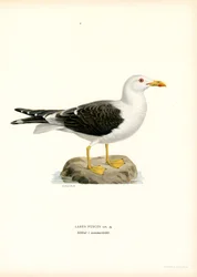 Lesser Black-backed Gull
