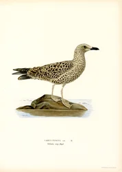 Lesser Black-backed Gull