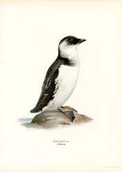 Little Auk