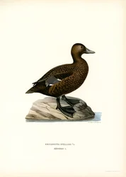 Little Eider