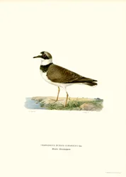 Little Ringed Plover