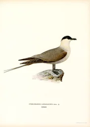 Long-tailed Jaeger