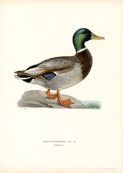Mallard