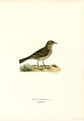Meadow Pipit