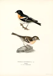 Mountain Finch