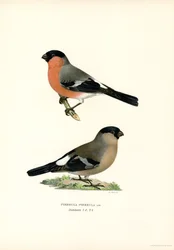 North Eurasian Bullfinch