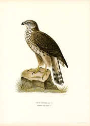 Northern Goshawk