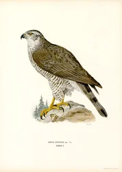 Northern Goshawk