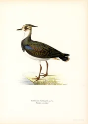 Northern Lapwing