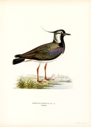 Northern Lapwing