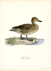 Northern Pintail