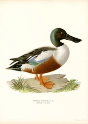 Northern Shoveler