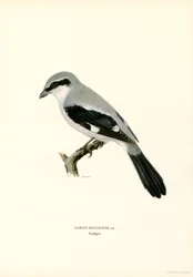 Northern Shrike