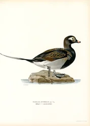 Oldsquaw Duck