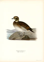 Oldsquaw Duck