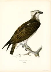 Osprey
