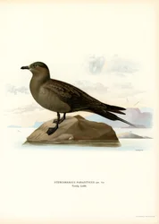 Parasitic Jaeger