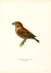 Parrot Crossbill