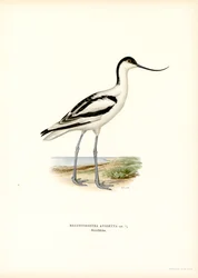 Pied Avocet