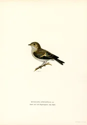 Pied Flycatcher