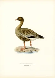 Pink-footed Goose